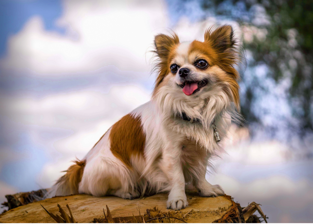 Why Are Chihuahua Dogs So Unique? Discover Everything About This Tiny Yet Feisty Breed!