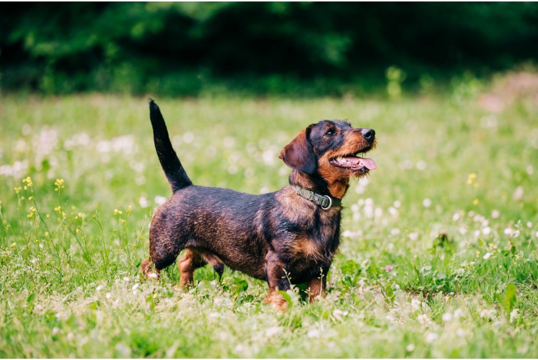 Why Are Wiener Dogs So Popular? Uncover the Secrets of This Adorable Breed!