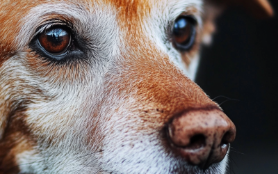 What Are the Best Senior Dog Quotes to Warm Your Heart?