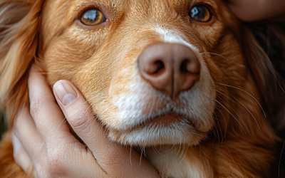 Why Do Dog Quotes About Love Melt Our Hearts?