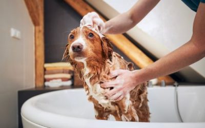 Is Bathing Your Dog at Home Really That Easy? Here’s What You Need to Know