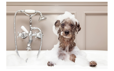 Is a Large Dog Bathing Station the Game-Changer You Didn’t Know You Needed?