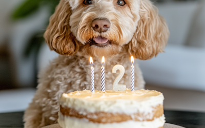 Can Dogs Eat Birthday Cake? Here’s How to Make a Safe and Delicious Dog Birthday Cake!