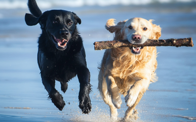Are Dogs Allowed at the Beach? Here’s What Every Pet Parent Should Know