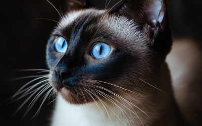 Are Siamese Cats the Perfect Pets? Find Out Now!